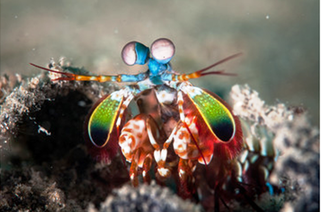 Mantis shrimp kleuren mooiste licht - FAKRO 't mooiste licht